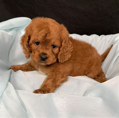 He is the perfect companion for an active family t. . Puppies for sale richmond va